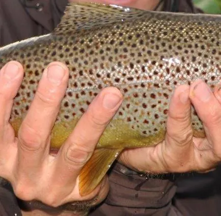 Orterstolen بيت للعطل